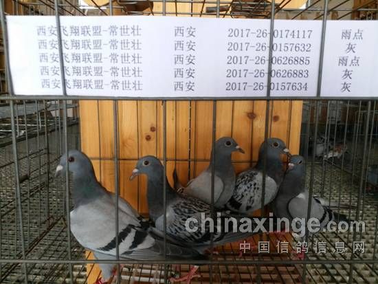 中信网