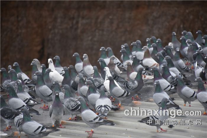 贵州伦辉赛鸽中心10月18日家飞一个半小时后赛鸽精神状态