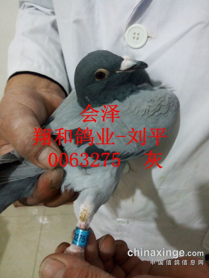 2月28日入棚照片会泽, - 云南石林天泽赛鸽中心 - 中信网各地公棚