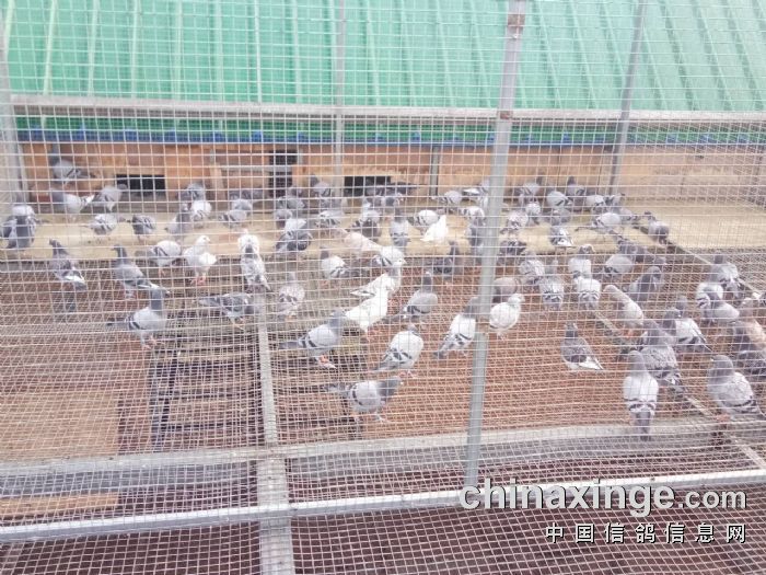 甘肃省平凉市宏翔赛鸽公棚2018年4月25日晒笼照