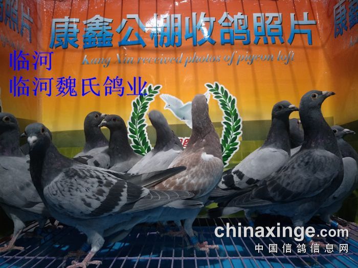 康鑫養殖基地收鴿照片及數據5月1日 - 內蒙古包頭市康鑫養殖基地