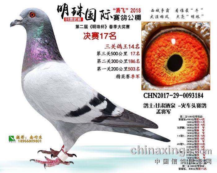 18年春甘肃武威明珠国际赛鸽公棚决赛鸽欣赏(11