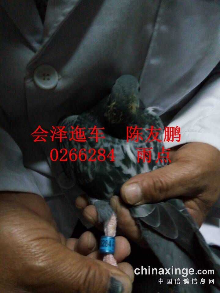 5月20日入棚照片会泽, - 云南石林天泽赛鸽中心 - 中信网各地公棚信息