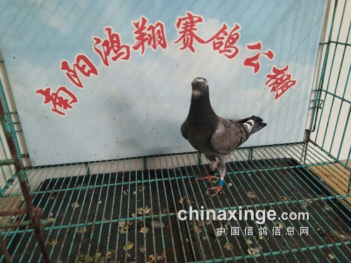 南阳 李林1羽湖北石首 张平9羽南阳 波涛鸽舍 时涛2羽南阳 华玉赛鸽