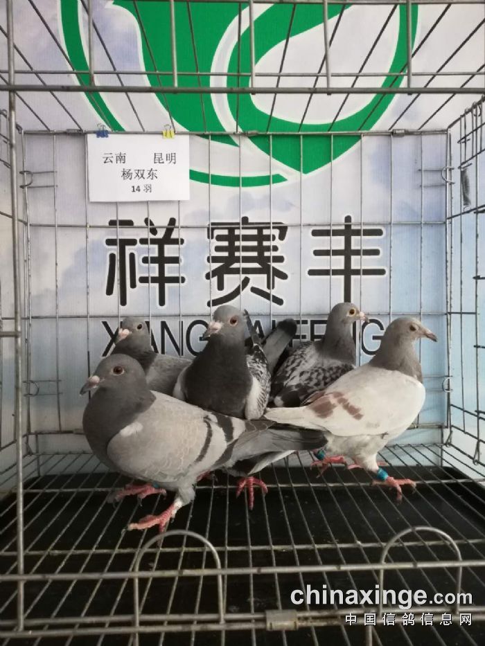 会员编号 鸽主姓名 省市地区 足环号 羽色 收鸽日期 00876 杨双东