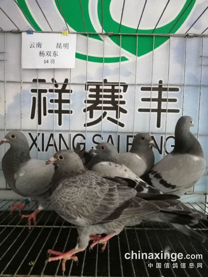 会员编号 鸽主姓名 省市地区 足环号 羽色 收鸽日期 00876 杨双东