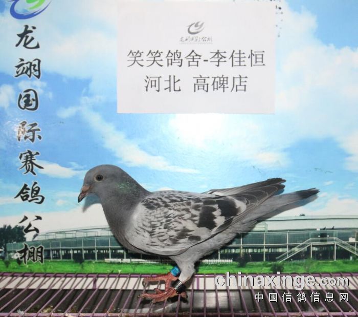 2018年6月17日收鸽照片及数据2 - 河北龙翊国际赛鸽公棚 - 中信网各地
