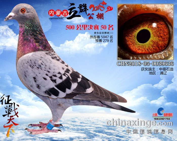 内蒙古立群公棚2018年秋获奖鸽46-60名 - 通辽立群公棚 - 中信网各地