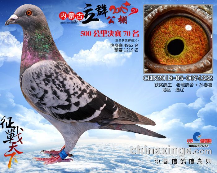 内蒙古立群公棚2018年秋获奖鸽61-75名