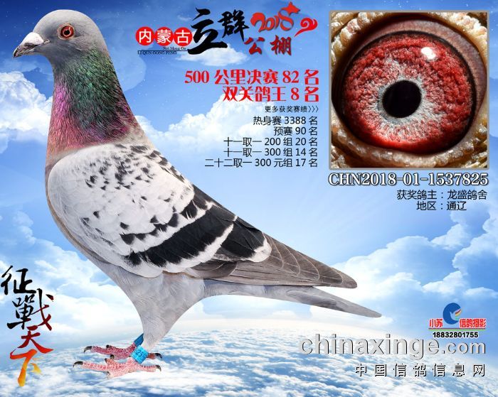 内蒙古立群公棚2018年秋获奖鸽76-90名 - 通辽立群公棚 - 中信网各地