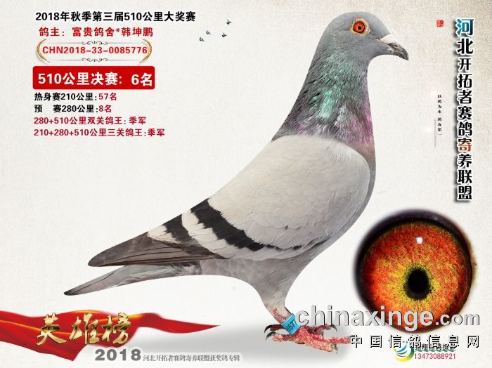 河北开拓者赛鸽公棚510公里决赛1名-20名获奖鸽照片
