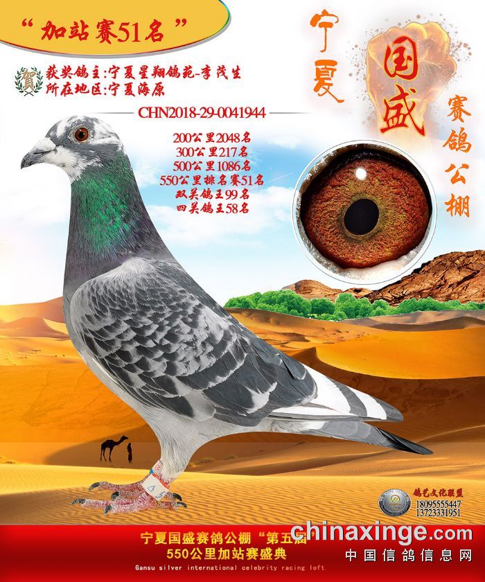 2018年秋宁夏国盛赛鸽公棚加战赛获奖鸽欣赏5155名