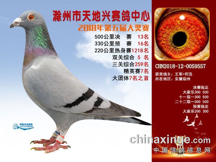 2018年秋天地兴赛鸽中心500公里决赛115名