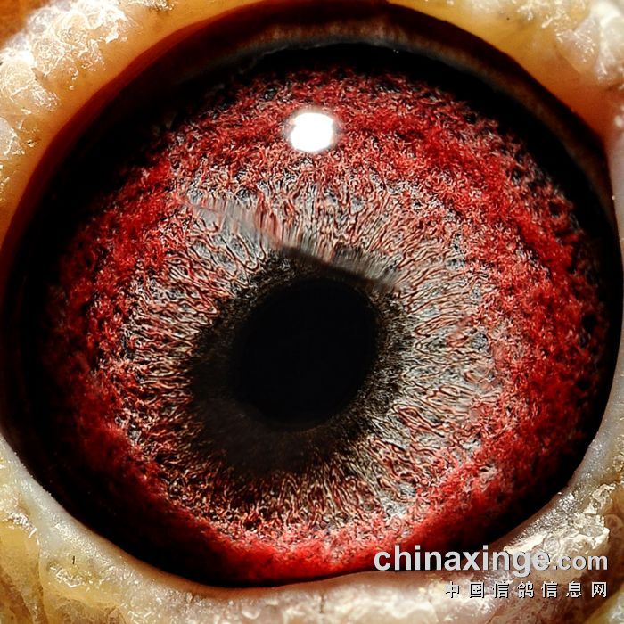 2018年秋天地兴赛鸽中心500公里决赛6175名