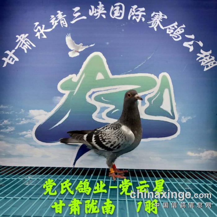 甘肃三峡国际赛鸽公棚3月24日幼鸽入棚照 不断更新中