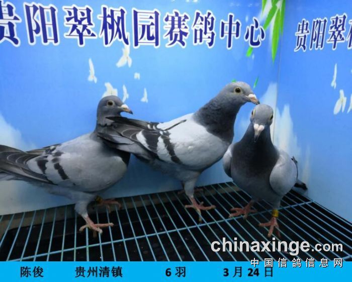 翠枫园公棚赛鸽中心图片