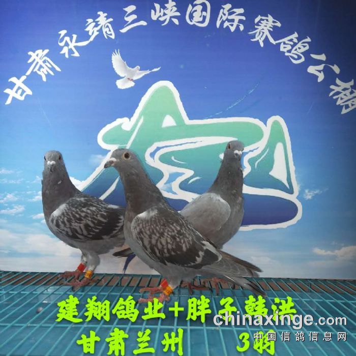 甘肃三峡国际赛鸽公棚3月26日幼鸽入棚照 不断更新中