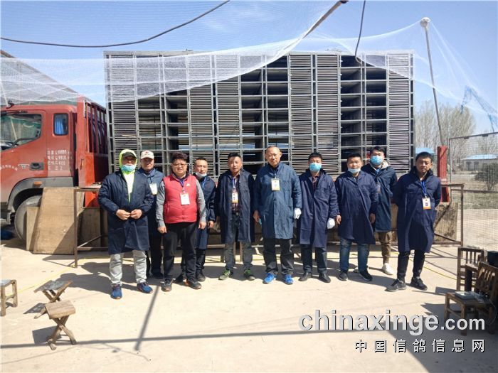 山东沂蒙公棚160公里集鸽图片 - 山东沂蒙赛鸽公棚(春棚) - 中信网