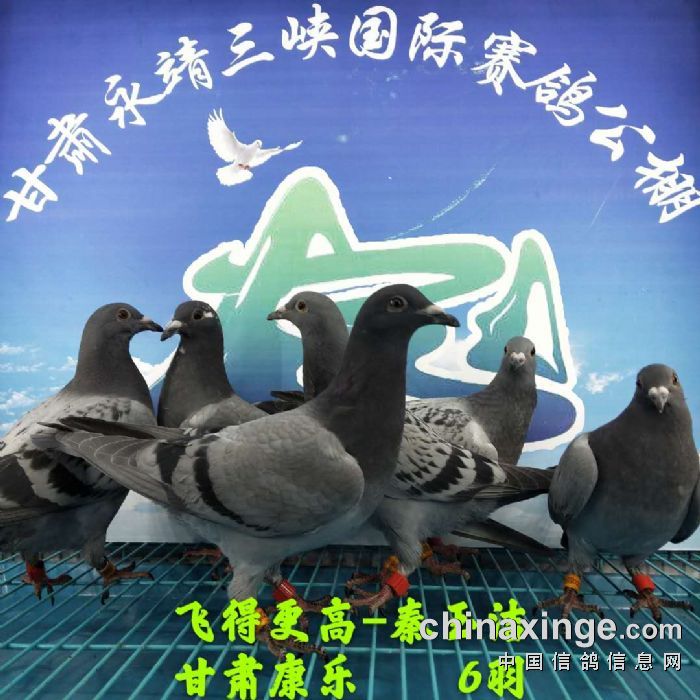 甘肃三峡国际赛鸽公棚4月12日幼鸽入棚照不断更新中
