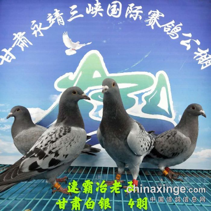 甘肃三峡国际赛鸽公棚4月15日幼鸽入棚照不断更新中
