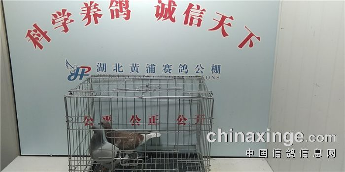 业-刘定国 17-0233334 17-0233340 17-0233335160018 鸟巢鸽舍-陈必武