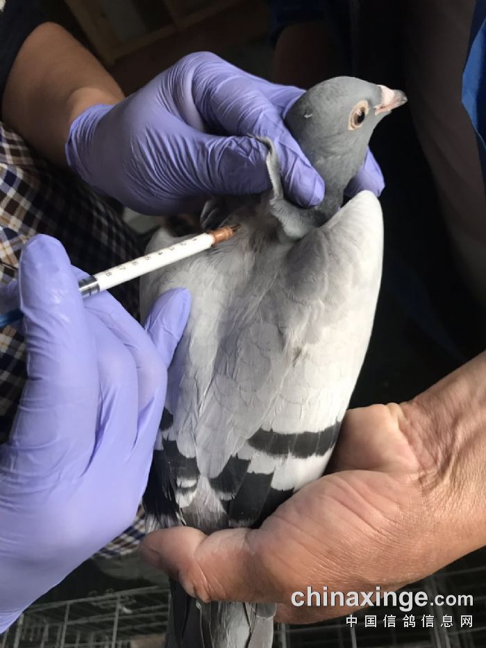 2019年世界信鸽锦标赛(三赛合一)第一批信鸽疫苗注射