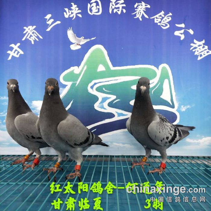 甘肃三峡国际赛鸽公棚4月22日幼鸽入棚照 不断更新中