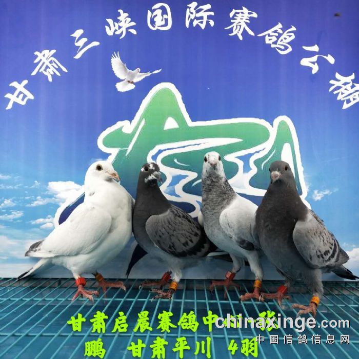 甘肃三峡国际赛鸽公棚4月23日幼鸽入棚照 不断更新中2