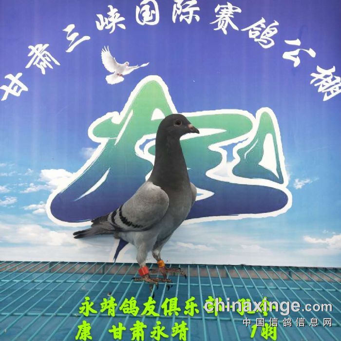 甘肃三峡国际赛鸽公棚4月27日幼鸽入棚照 不断更新中1