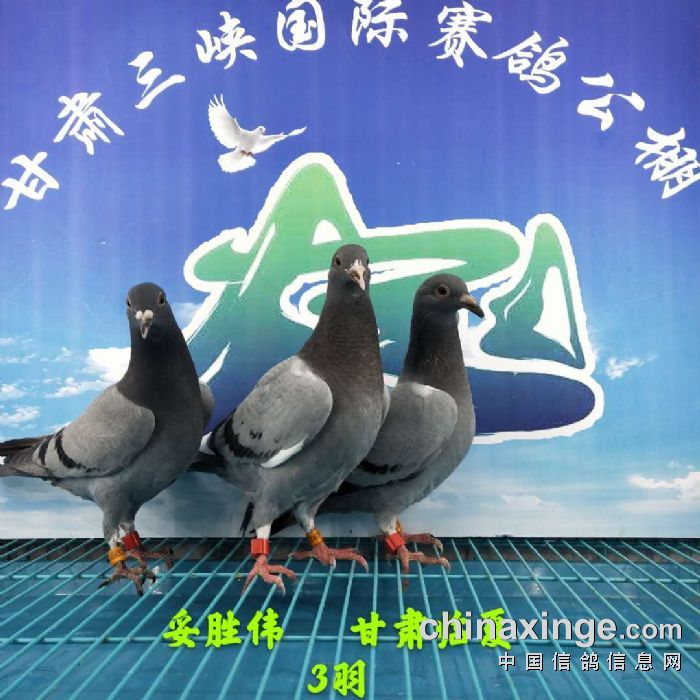 甘肃三峡国际赛鸽公棚5月5日幼鸽入棚照 不断更新中1