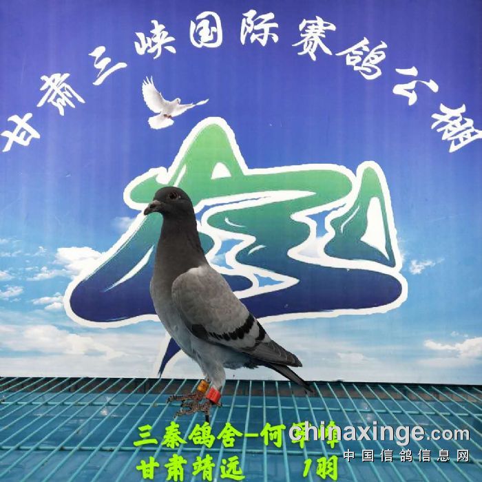 甘肃三峡国际赛鸽公棚5月6日幼鸽入棚照不断更新中2