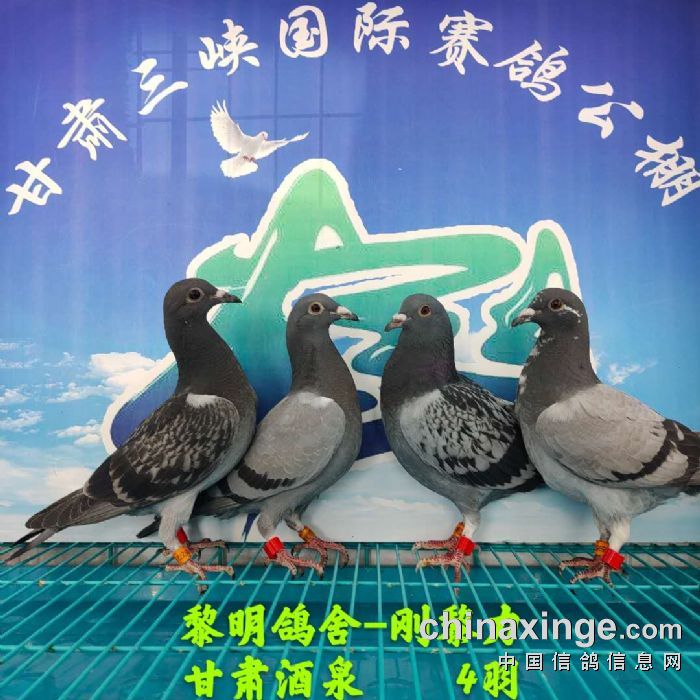 甘肃三峡国际赛鸽公棚5月28日幼鸽入棚照 不断更新中1