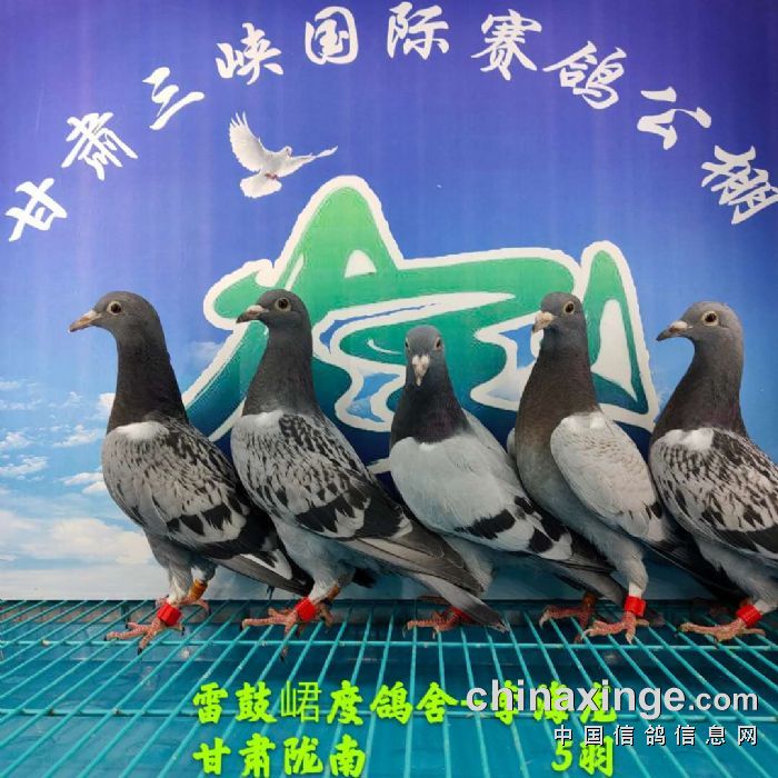 甘肃三峡国际赛鸽公棚5月30日幼鸽入棚照 不断更新中2
