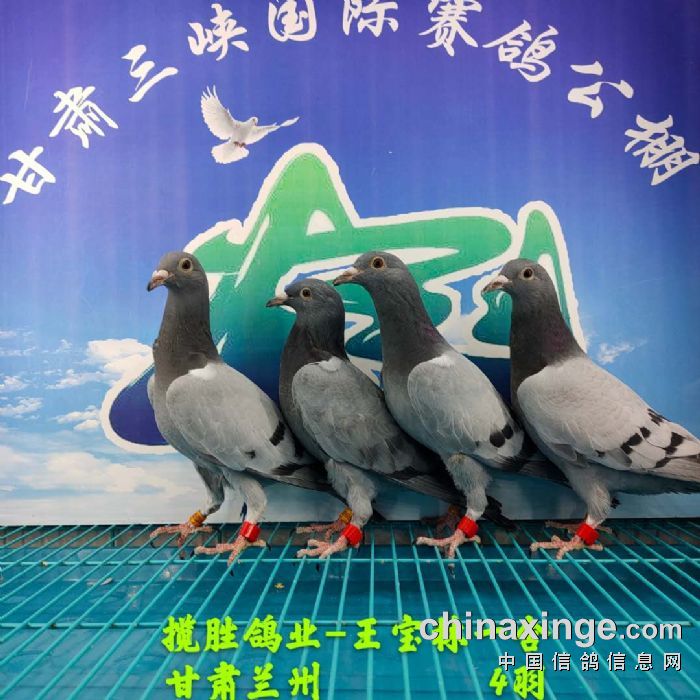 甘肃三峡国际赛鸽公棚5月31日幼鸽入棚照 不断更新中3
