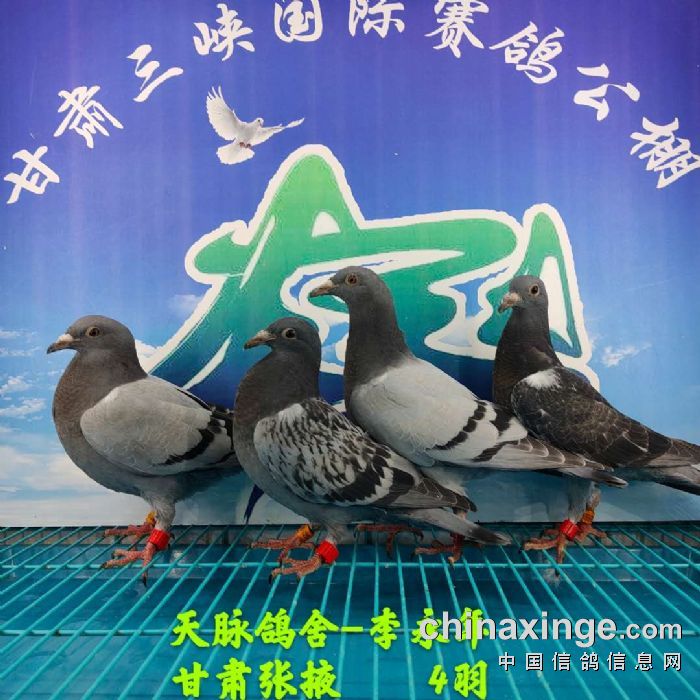 甘肃三峡国际赛鸽公棚6月4日幼鸽入棚照不断更新中2