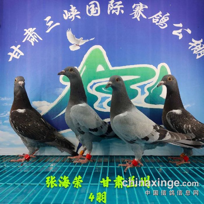 甘肃三峡国际赛鸽公棚6月14日幼鸽入棚照不断更新中1