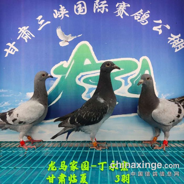 甘肃三峡国际赛鸽公棚6月16日幼鸽入棚照不断更新中