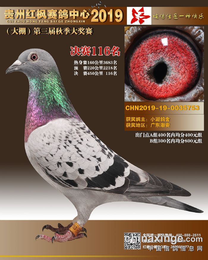 红枫大棚2019年决赛获奖鸽靓照鉴赏111140名