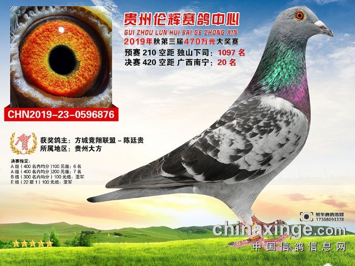 贵州伦辉赛鸽中心决赛获奖鸽靓照鉴赏1140名