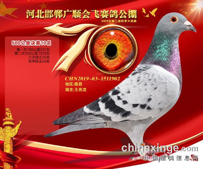邯郸广顺会飞公棚505公里获奖鸽110名照片