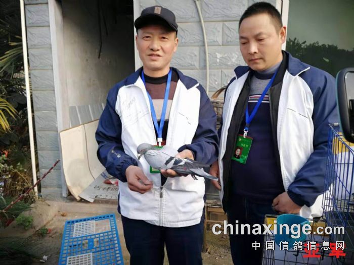 东山公棚第六届决赛放飞归巢图集