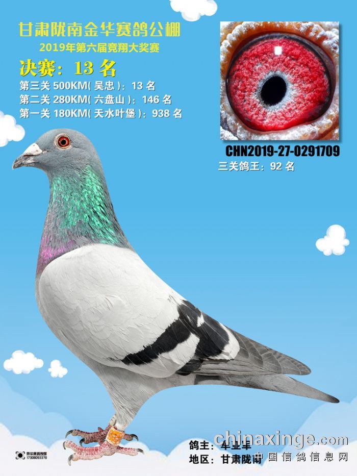 甘肃陇南金华赛鸽公棚2019年第六届获奖鸽照片冠军30名