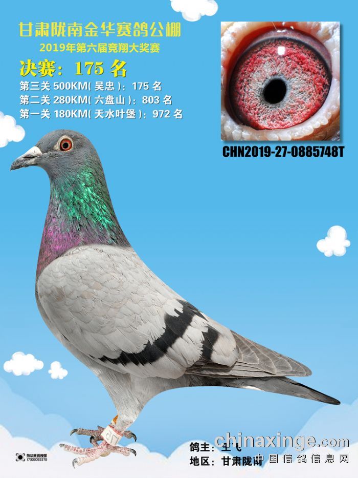 甘肃陇南金华赛鸽公棚2019年第六届获奖鸽照片151180名