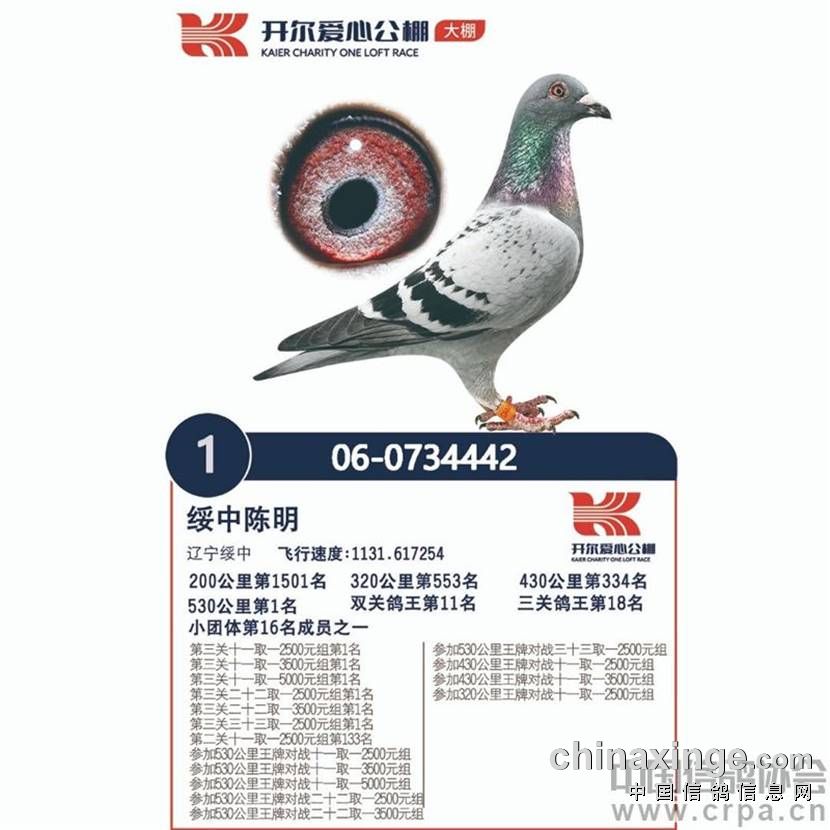 开尔公棚勇为先鸽王冠军荣誉等身