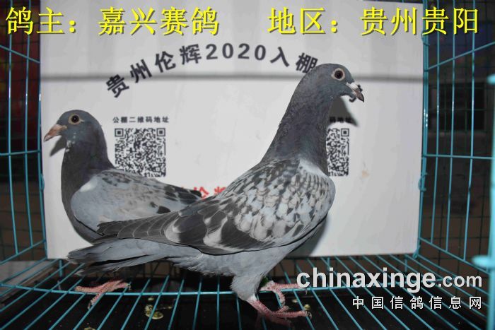 贵州伦辉赛鸽中心:2020年2月24日幼鸽入棚照(二)