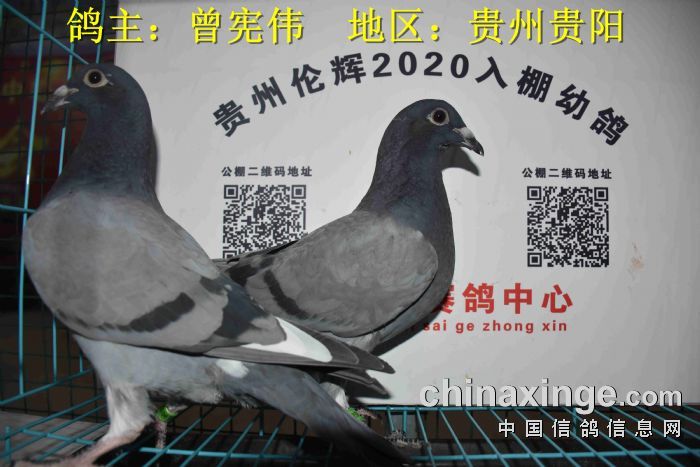 贵州伦辉赛鸽中心:2020年3月7日幼鸽入棚照(二)