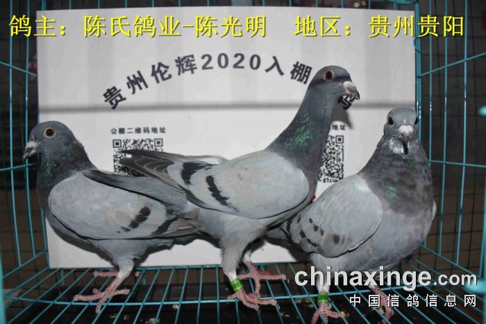 贵州伦辉赛鸽中心2020年3月15日幼鸽入棚照二