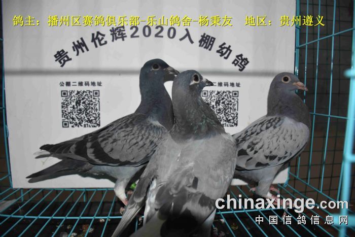 貴州倫輝賽鴿中心:2020年3月15日幼鴿入棚照 (四)