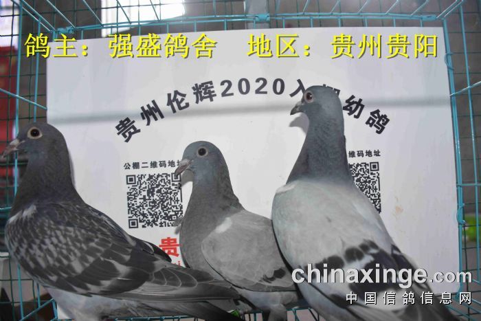 贵州伦辉赛鸽中心:2020年3月30日幼鸽入棚照(四)