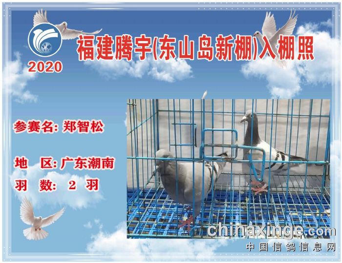 福建腾宇公棚东山岛新棚4月22日入棚照及收鸽清单